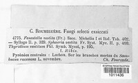 Fenestella vestita image